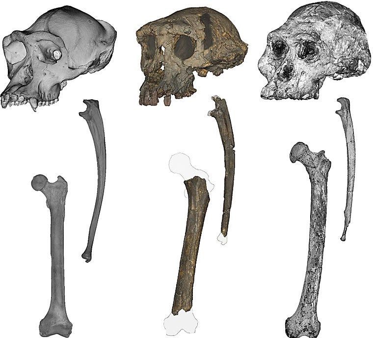 Comparación de cráneos, cúbitos y fémures de un chimpancé (izquierda), Sahelanthropus (centro) y Australopithecus (derecha)